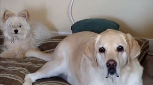 Big_dog_hits_small_dog.jpg