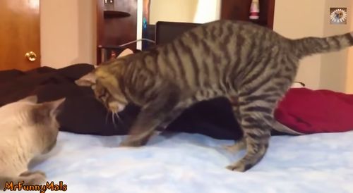 Cats_Confused_by_Waterbeds.jpg