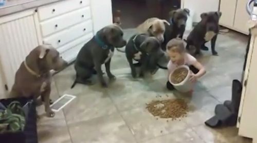 Little_Girl_Controls_Pit_Bull_Dogs.jpg