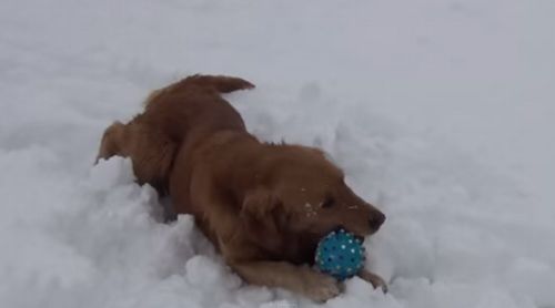 Dog_confused_by_squeaky_toy.jpg