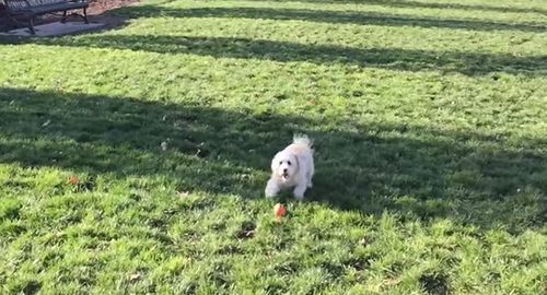 Adorable_Puppy_Fail.jpg