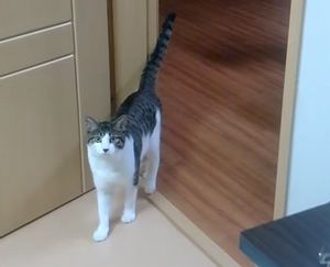 Call_name_Coming_cat.jpg