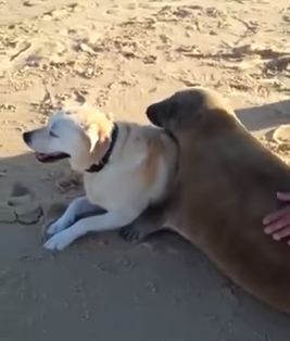 Cap_Ferret.jpg