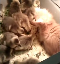 kitten_and_Ducklings.jpg