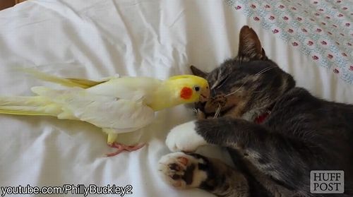 cat_and_bird.jpg