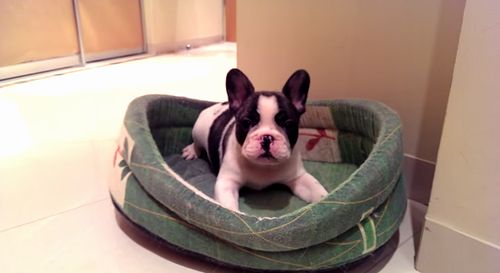 Pixel_the_French_Bulldog.jpg