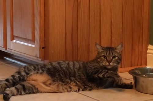 Lazy_Cat.jpg