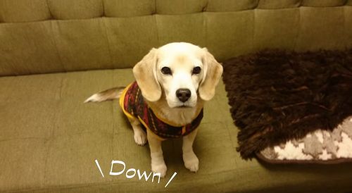 Purin_the_Super_Beagle.jpg