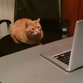 Cat_loves_watching_bird_documentaries.jpg