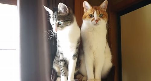 Active_Cat_and_Cool_Cat.jpg