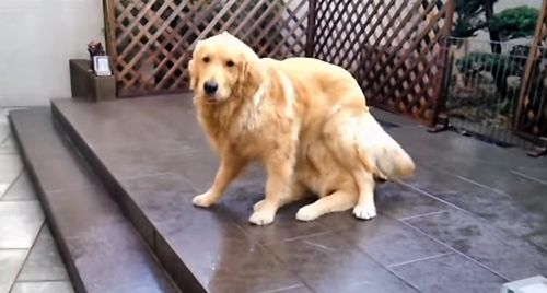 magic_dog.jpg