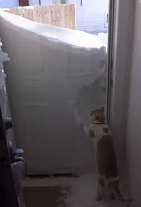 rudiger_only_kind_of_loves_the_snow.jpg