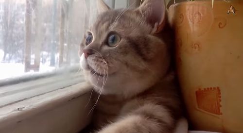 broken_cat.jpg