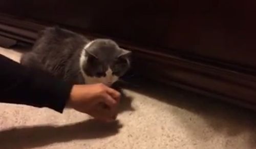 Cat_grabs_treats_from_beneath_bed.jpg