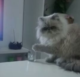 Gato_malo.jpg