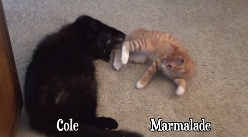 How_Cats_Say_I_Love_You.jpg