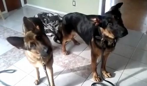 Two_German_Shepherd.jpg