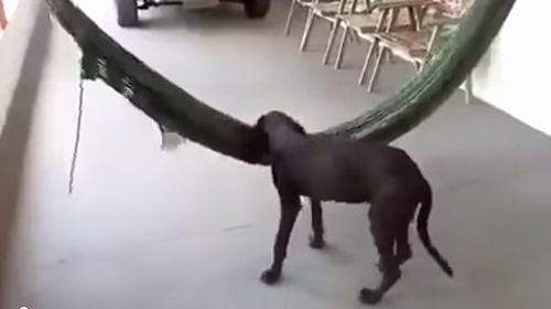 Hammock_dog.jpg