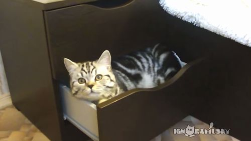 Five_cats_who_need_to_get_into_a_cupboard.jpg