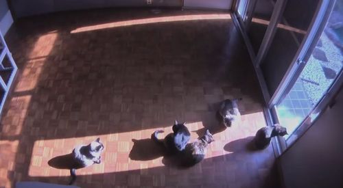 sun_cat.jpg