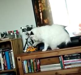 farofa_cat.jpg