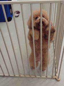 Nutella_the_dancing_dog.jpg