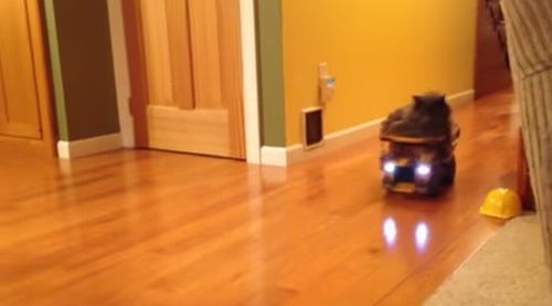 Cat_rides_dump_truck.jpg