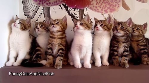 Epic_Dance_Battle_of_Kittens.jpg