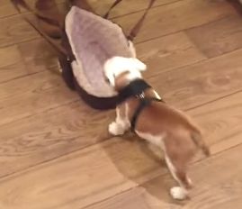 THE_CUTEST_British_Bulldog_Puppy.jpg