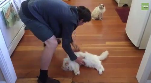 Richard_the_Ragdoll_cat.jpg