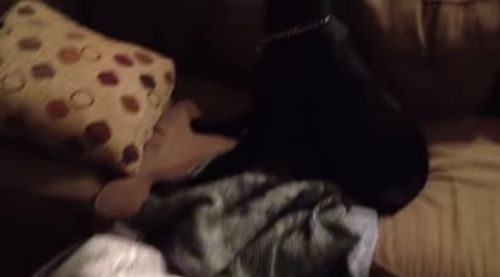 guilty_dog.jpg
