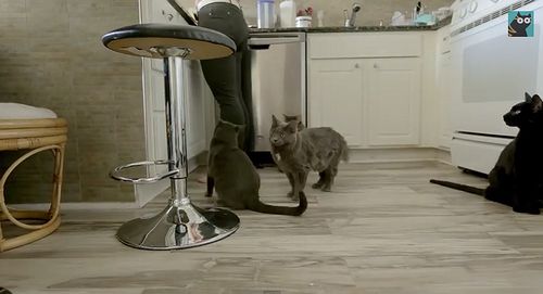 A_Day_In_The_Life_Of_Cats.jpg