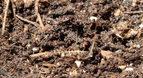 Erodium_Seed.jpg
