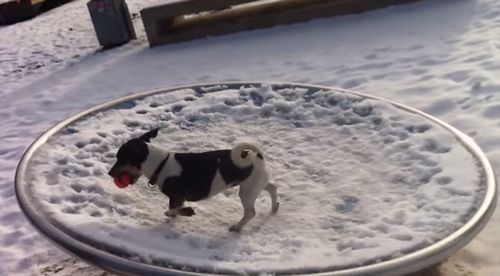 CUTE_JACK_RUSSEL_DOG.jpg