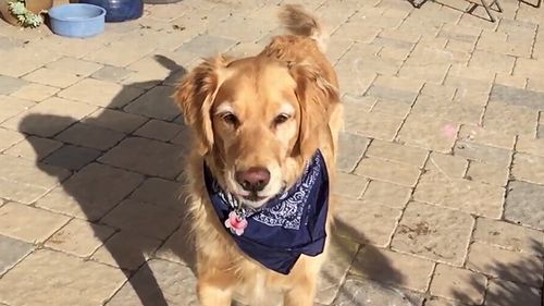 Fritz_the_Golden.jpg