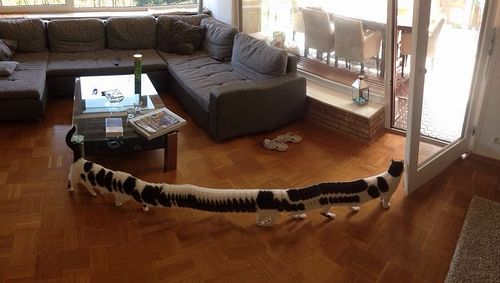 panorama_cat.jpg