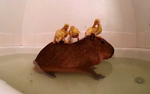 Rubber_Ducky.jpg