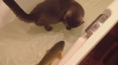 Broken_cat_likes_water.jpg