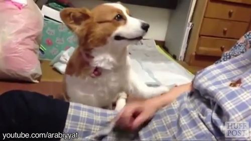 Dogs_Train_Their_Human_Friends.jpg