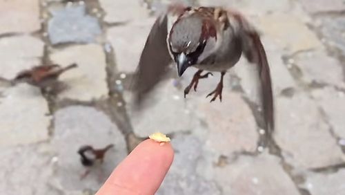 sparrow_slow_motion.jpg