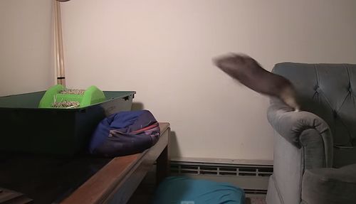 Record_Breaking_Guinea_Pig_Jump.jpg