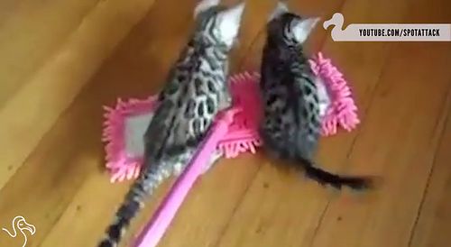 Cats_Riding_Mops.jpg