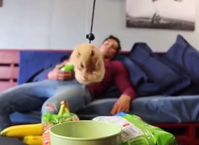 Mission_Impossible_Hamster.jpg