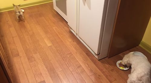 dog_hates_to_eat_alone.jpg