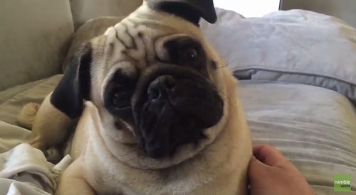 Cute_Pug_performs.jpg