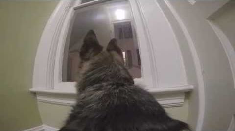 GoPro_on_a_German_Shepherd.jpg