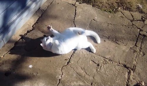 Cats_Love_Olives.jpg