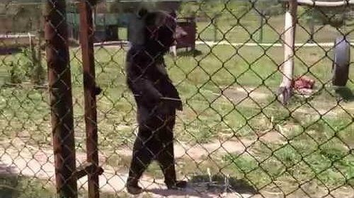 bear_like_human.jpg