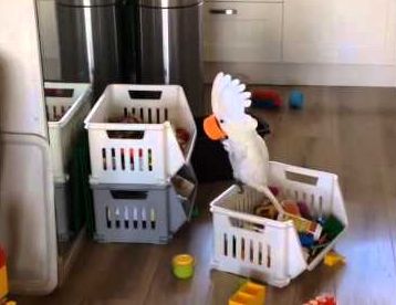 harley_my_funny_cockatoo.jpg