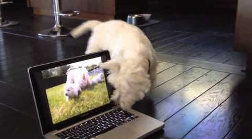 Westie_trying_to_find_the_puppies.jpg